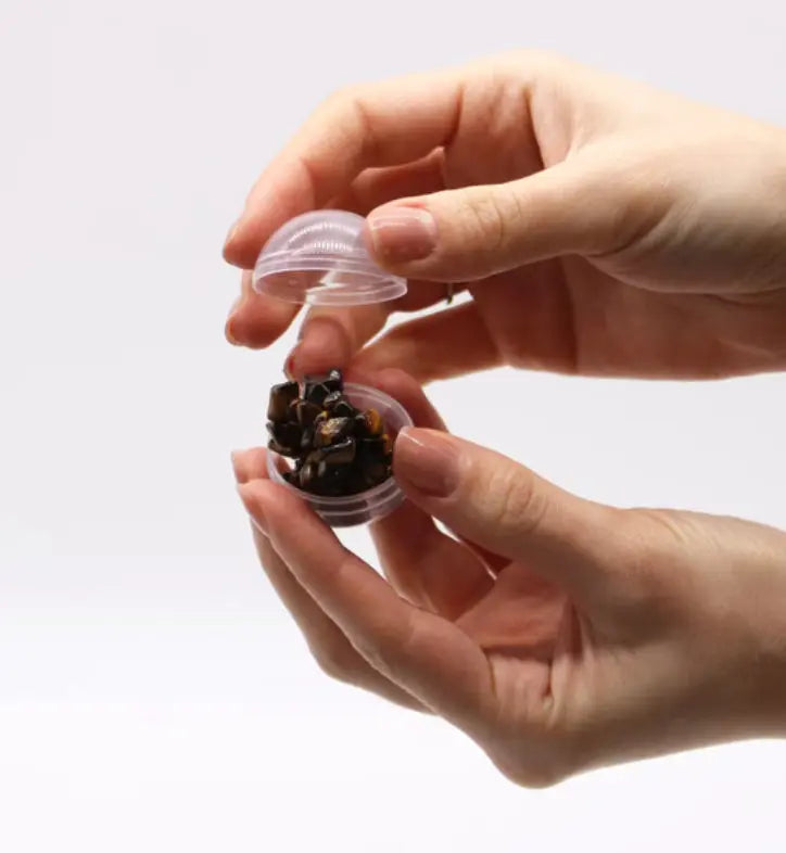 Hand holding a small container with pine cones against a white background